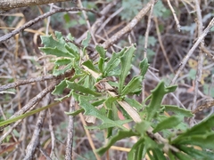 Baccharis pteronioides