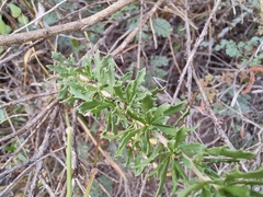 Baccharis pteronioides