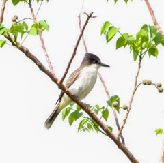 Tyrannus caudifasciatus