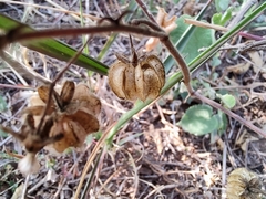 Baccharis pteronioides