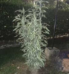 Dracaena sanderiana