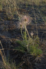 Pulsatilla turczaninovii