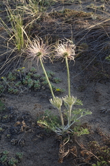 Pulsatilla turczaninovii