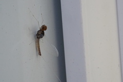 Callibaetis pictus