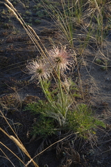 Pulsatilla turczaninovii