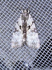 Catocala andromedae