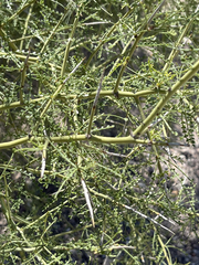 Parkinsonia microphylla