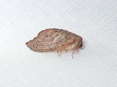 Drepanacra binocula
