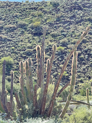 Lophocereus schottii