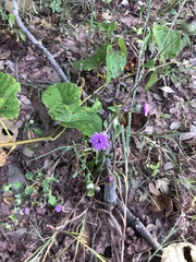 Cyanthillium cinereum
