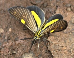 Phaeochlaena lampra