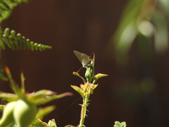 Strymon melinus pudica