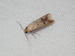 Tachystola hemisema