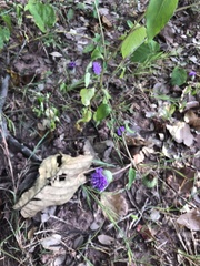 Cyanthillium cinereum