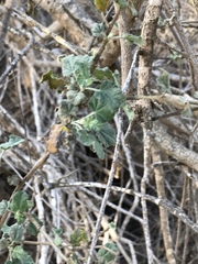 Malacothamnus fasciculatus