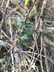 Malacothamnus fasciculatus