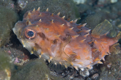 Cyclichthys orbicularis
