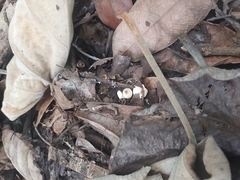 Crepidotus variabilis