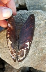 Unionoidea