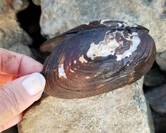 Unionoidea