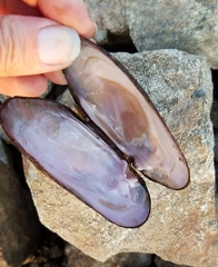 Unionoidea