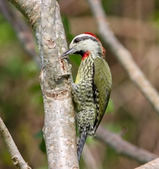 Xiphidiopicus percussus