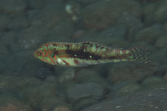 Halichoeres nebulosus