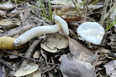 Hygrophorus cossus