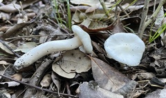 Hygrophorus cossus