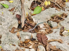 Pholidoscelis auberi