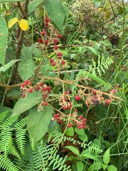 Rubus urticifolius