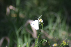 Pieris rapae rapae