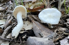 Hygrophorus cossus