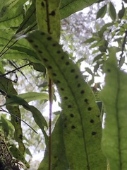 Microsorum pustulatum