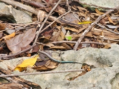 Pholidoscelis auberi