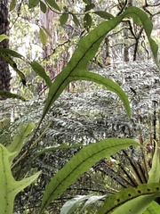 Microsorum pustulatum