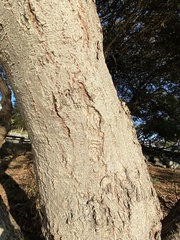 Zelkova serrata