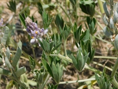 Lupinus albescens