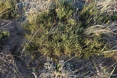 Ephedra regeliana
