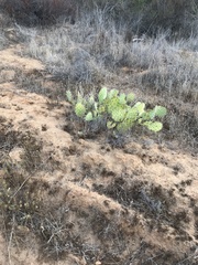 Opuntia littoralis