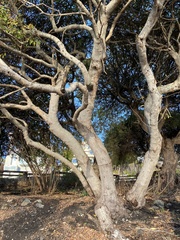 Zelkova serrata