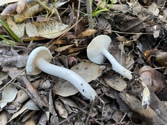 Hygrophorus cossus