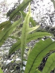 Microsorum pustulatum