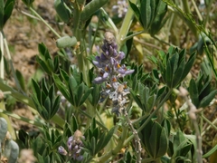 Lupinus albescens