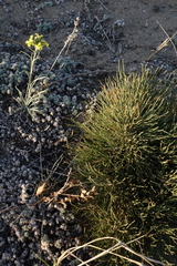 Ephedra regeliana