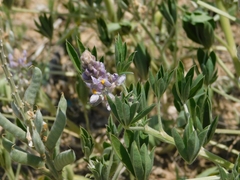 Lupinus albescens