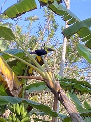 Ramphastos ambiguus