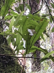 Microsorum pustulatum