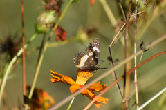 Chlosyne lacinia adjutrix
