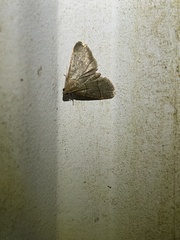 Hypsopygia binodulalis